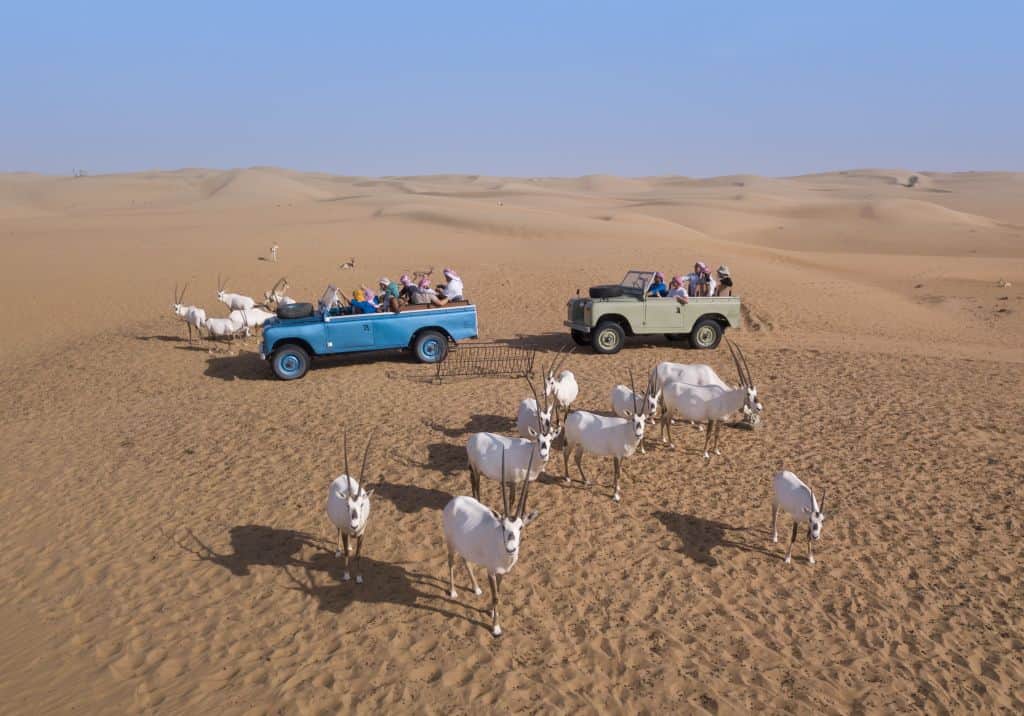 Oryx Antilope auf der Wüstensafari